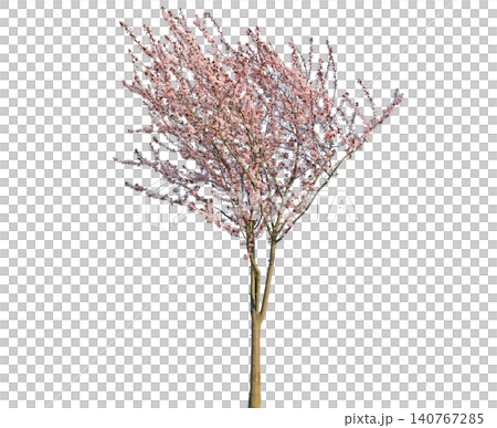 Delicate pink cherry blossom tree branches in full bloom Delicate pink cherry blossom tree branches in full bloom 140767285
