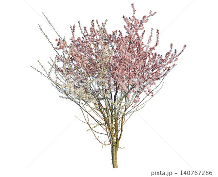 Delicate pink cherry blossom tree branches in the full bloom Delicate pink cherry blossom tree branches in the full bloom 140767286
