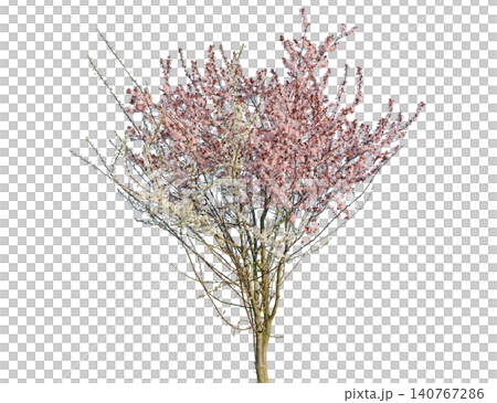 Delicate pink cherry blossom tree branches in the full bloom Delicate pink cherry blossom tree branches in the full bloom 140767286