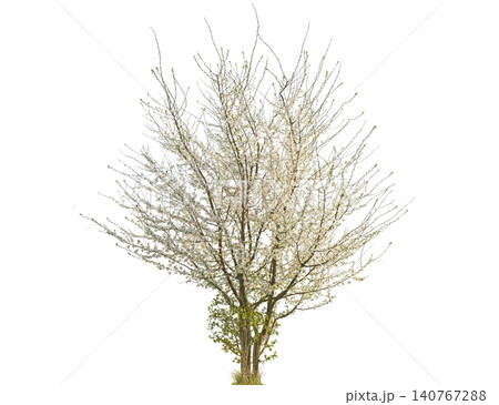 Delicate white blossoms adorn a deciduous tree in full spring bloom Delicate white blossoms adorn a deciduous tree in full spring bloom 140767288
