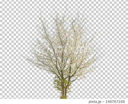 Delicate white blossoms adorn a deciduous tree in full spring bloom Delicate white blossoms adorn a deciduous tree in full spring bloom 140767288