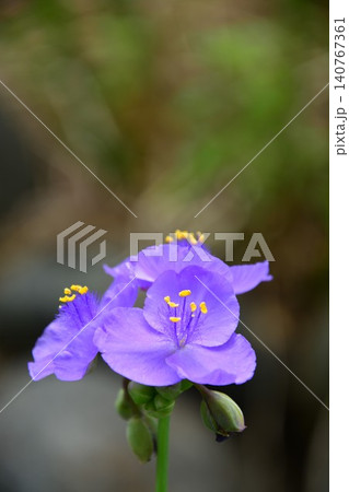 梅雨に咲く紫露草の花 140767361