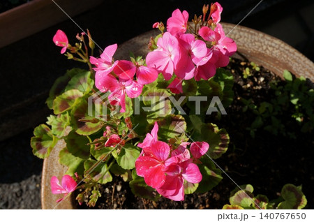 鉢植えの赤い花 鉢植えの赤い花 140767650