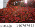 鉢植えの赤い花 140767652