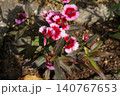 鉢植えの赤い花 140767653