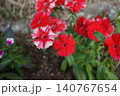 鉢植えの赤い花 140767654