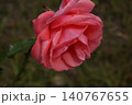 鉢植えの赤い花 140767655