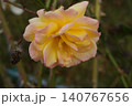 鉢植えの赤い花 140767656