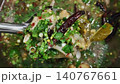 Close-up of Spicy and Sour Thai Pork Rib Soup Tom Saap with Herbs 140767661