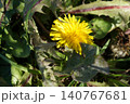 黄色い花 140767681