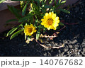 黄色い花 140767682