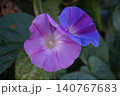 黄色い花 140767683