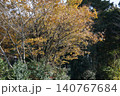黄色い花 140767684