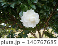 黄色い花 140767685