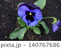 黄色い花 140767686