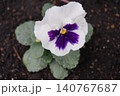 黄色い花 140767687