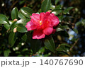 黄色い花 140767690