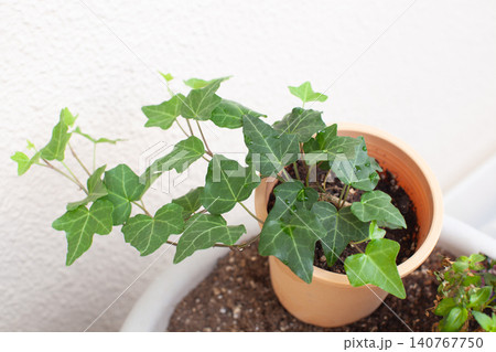 コピースペースのある鉢植えのアイビー 140767750