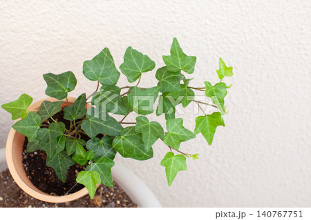 コピースペースのある鉢植えのアイビー 140767751