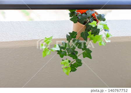 コピースペースのある鉢植えのアイビー コピースペースのある鉢植えのアイビー 140767752