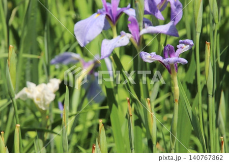 福津市の宮地嶽神社の花菖蒲園のショウブの花 福津市の宮地嶽神社の花菖蒲園のショウブの花 140767862