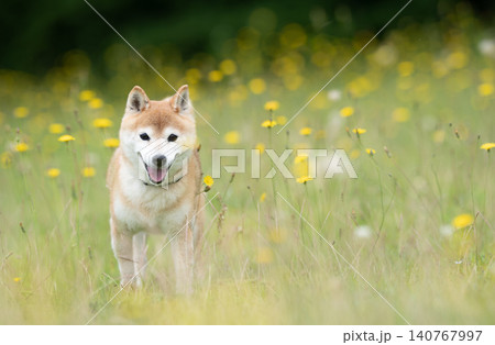 野原で遊ぶ柴犬 可愛い柴犬 柴犬茜 野原で遊ぶ柴犬 可愛い柴犬 柴犬茜 140767997