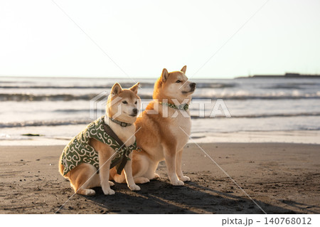 砂浜でポーズをとる柴犬 可愛い柴犬 柴犬茜 砂浜でポーズをとる柴犬 可愛い柴犬 柴犬茜 140768012