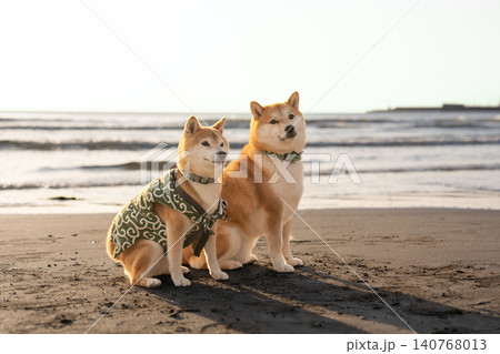砂浜でポーズをとる柴犬 可愛い柴犬 柴犬茜 砂浜でポーズをとる柴犬 可愛い柴犬 柴犬茜 140768013