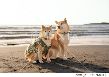 砂浜でポーズをとる柴犬 可愛い柴犬 柴犬茜 砂浜でポーズをとる柴犬 可愛い柴犬 柴犬茜 140768014