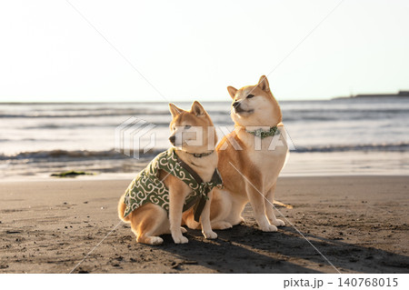 砂浜でポーズをとる柴犬 可愛い柴犬 柴犬茜 砂浜でポーズをとる柴犬 可愛い柴犬 柴犬茜 140768015