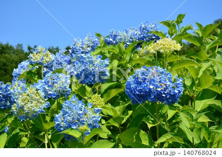 青色の紫陽花の花 青色の紫陽花の花 140768024