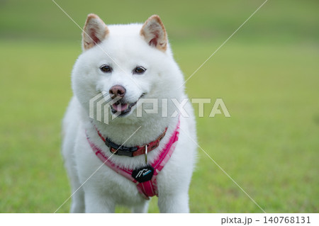 緑背景に柴犬 公園で遊ぶ柴犬 可愛い柴犬 緑背景に柴犬 公園で遊ぶ柴犬 可愛い柴犬 140768131