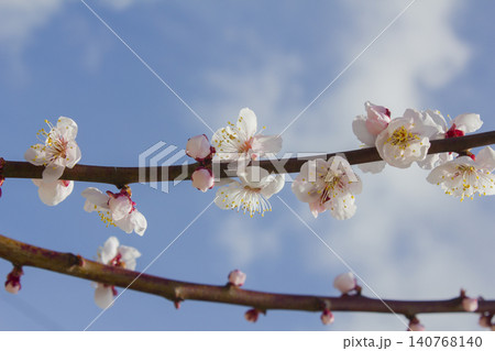 Apricot flower on nature background Apricot flower on nature background 140768140