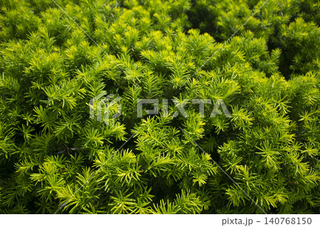 Taxus baccata close up. Green branches of yew tree(Taxus baccata, English yew Taxus baccata close up. Green branches of yew tree(Taxus baccata, English yew 140768150