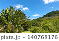 奄美大島瀬戸内町蘇刈の生き生きとした亜熱帯植物と快晴の青空 140768176