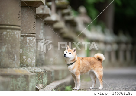 散歩する柴犬 可愛い柴犬 柴犬茜 散歩する柴犬 可愛い柴犬 柴犬茜 140768186