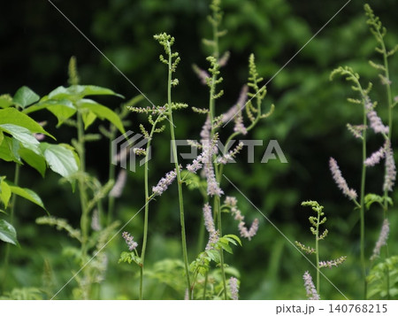 草茂る谷戸に咲き始めたチダケサシ 草茂る谷戸に咲き始めたチダケサシ 140768215
