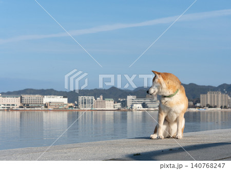 湖岸で遊ぶ柴犬 可愛い柴犬 柴犬茜 湖岸で遊ぶ柴犬 可愛い柴犬 柴犬茜 140768247