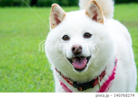 笑顔で見つめる柴犬　可愛い白柴　 140768274