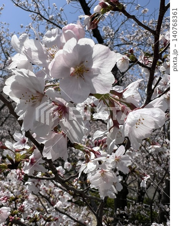 満開の桜の花 満開の桜の花 140768361