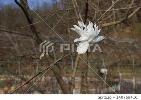 A blooming white magnolia flower A blooming white magnolia flower 140768410