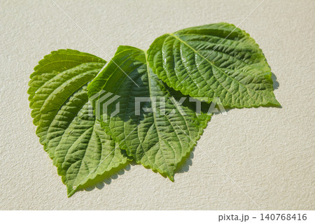 This is a close-up of a perilla leaf, a leafy vegetable used for wraps. 140768416