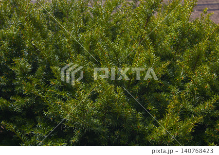 Taxus baccata close up. Green branches of yew tree(Taxus baccata, English yew Taxus baccata close up. Green branches of yew tree(Taxus baccata, English yew 140768423