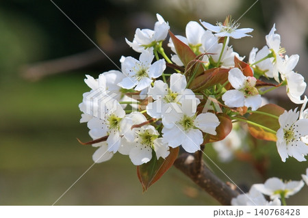 梨の花 満開の梨の花 梨の花 満開の梨の花 140768428