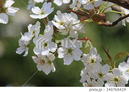 梨の花 満開の梨の花 梨の花 満開の梨の花 140768429