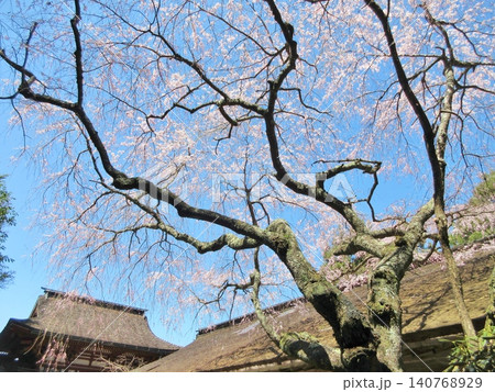 水分神社 満開の枝垂れ桜 水分神社 満開の枝垂れ桜 140768929