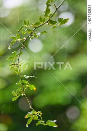 雨の中で揺れる若葉 雨の中で揺れる若葉 140768983