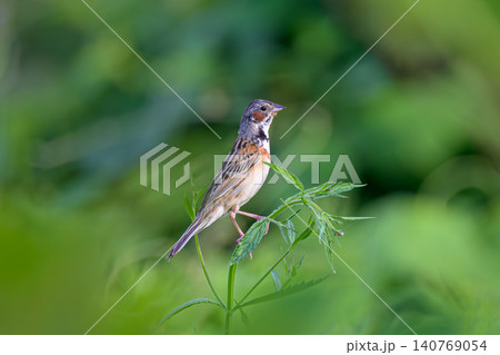 初夏の緑にたたずむ野鳥ホオアカの美しい姿 初夏の緑にたたずむ野鳥ホオアカの美しい姿 140769054