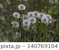 タンポポの種 140769104