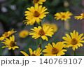 キクイモモドキ 140769107